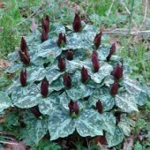 Триллиум Trillium Cuneatum